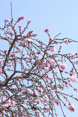 花桃