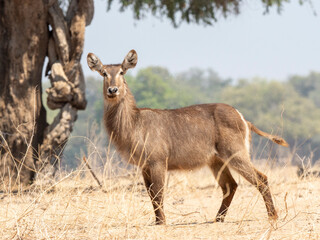 An adult female common waterbuck (Kobus ellipsiprymnus) on the shoreline of the Lower Zambezi River