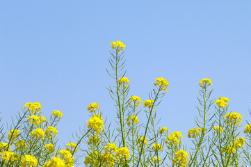青空と菜の花
