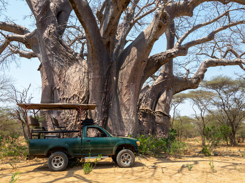 A large African baobab (Adansonia digitata), reputed to be one of the largest in the country, Save Valley