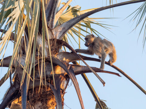 A chacma baboon (Papio ursinus) climbing a palm tree, Hwange National Park