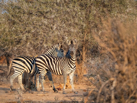 Adult plains zebras (Equus quagga), in Save Valley Conservancy