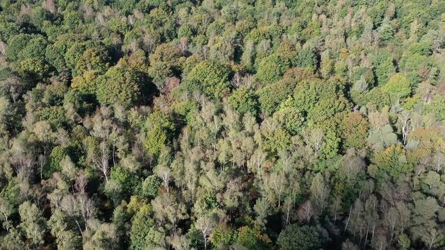 For&ecirc;t de Rambouillet, Yvelines, France