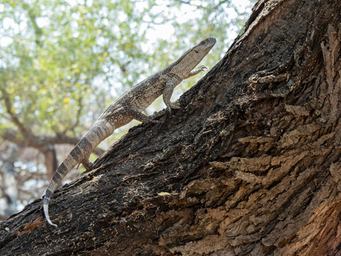 Adult white-throated savanna monitor (Varanus albigularis), climbing a tree in the Save Valley Conservancy