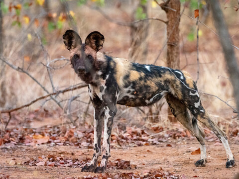 An adult African wild dog (Lycaon pictus), at a den site in the Save Valley Conservancy