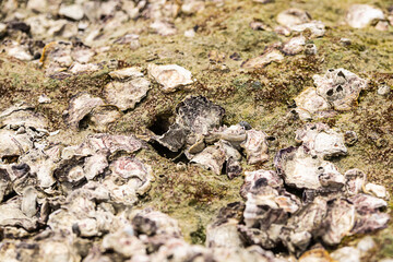 abstract stone background covered with moss and fragments of seashells marine design