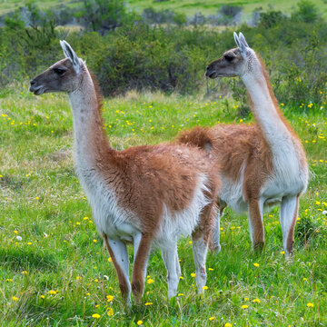 Two guanacos (Lama guanicoe), Patagonia National Park, Chacabuco Valley, Aysen Region, Patagonia, Chile