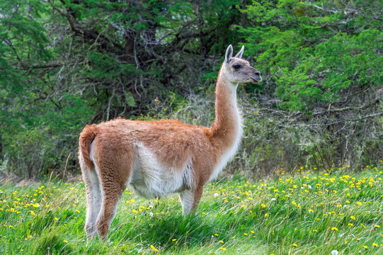 Guanaco (Lama guanicoe), Patagonia National Park, Chacabuco Valley, Aysen Region, Patagonia, Chile