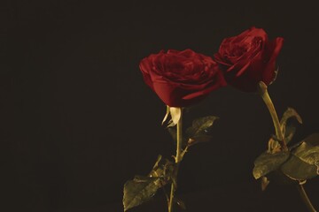 Fototapeta premium Red rose flowers bouquet on black background. Lady holding red roses.