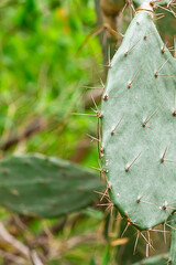 large green cactus base copy space tropical plant on a blurred forest background