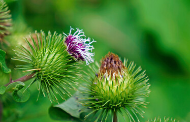 Greater burdock or edible burdock flowers (Arctium lappa)