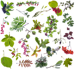 Twigs, leaves and berries of various trees and shrubs