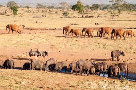 African Buffaloes (Syncerus caffer) drinking, Elephants (Loxodonta africana), Taita Hills Wildlife Sanctuary, Kenya