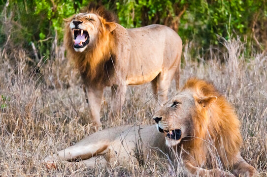 Two Male Lions (Panthera Leo) In The Bush, Taita Hills Wildlife Sanctuary, Kenya