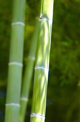 Obraz premium 青竹