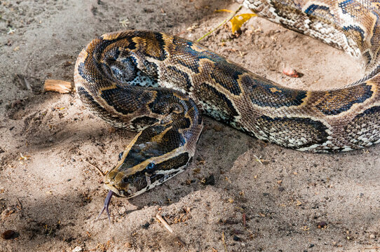 African rock python (Python sebae), Tsavo East National Park, Kenya