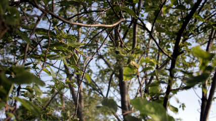 Bird cherry