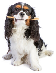 Cavalier king Charles spaniel sitting with a toothbrush