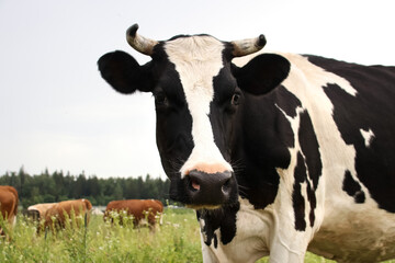 Cow and bull symbol of 2021 walk in the field in summer in cloudy weather close-up rain