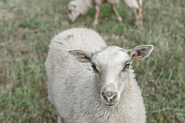 fluffy white sheep portrait toned stands on the background of the meadow, grazing homemade stingray