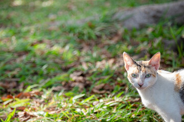 Naklejka na ściany i meble Closeup shot of an Adorable multicolor cat looking at the camera, living in a park.