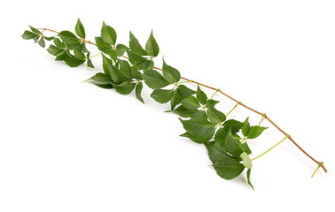 Virginia creeper branch with green leaves