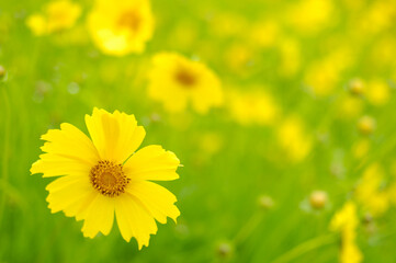 オオキンケイソウ