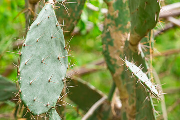 Cactus spiny prickly pear - a large tropical plant, overgrown background flora