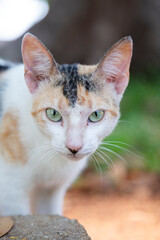 Closeup shot of an Adorable multicolor cat looking at the camera, living in a park.