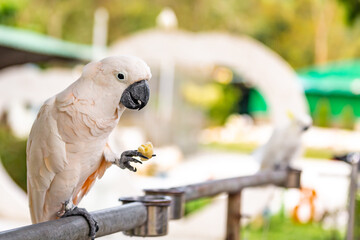 white parrot sits on a perch holding a fruit in its paw on a blurred background