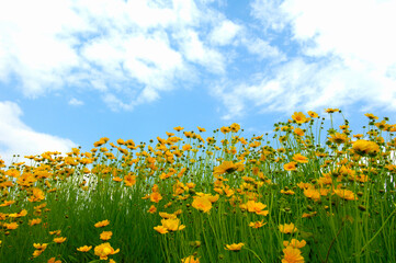 オオキンケイソウ