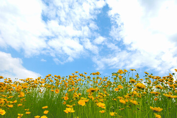 オオキンケイソウ