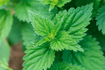 mint green leaves strongly smelling close-up, fragrant grass background flora