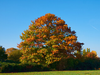Fototapeta na wymiar Eiche im Herbst