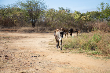 A herd of gray and black cows on the caatinga biome in northeast of Brazil