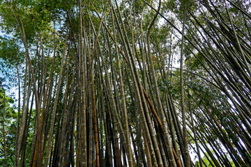 Giant bamboo or dragon bamboo (Dendrocalamus giganteus), Rio de Janeiro, Brazil