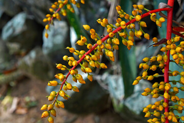 Bromeliad fruits, Rio de Janeiro, Brazil