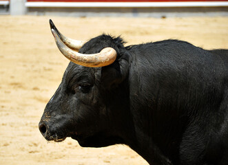 cuernos de un gran toro español
