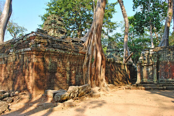 Obraz premium Trees on the ruins of the Ta Prohm temple in the Angkor complex