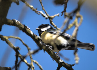 Fototapeta premium 1