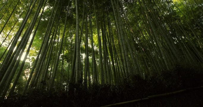 Bamboo forest in Kyoto, Japan, sun flare light filtering through, looking uop