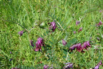 Reddish Tufted Vetch (Vicia benghalensis)