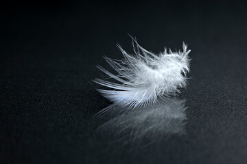 macro white feather on a dark background