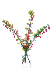 Berberis thunbergii (japanese barberry or thunberg's barberry) in a glass vessel on a white background