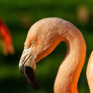 Close up picture of beautiful colorful orange flamingo