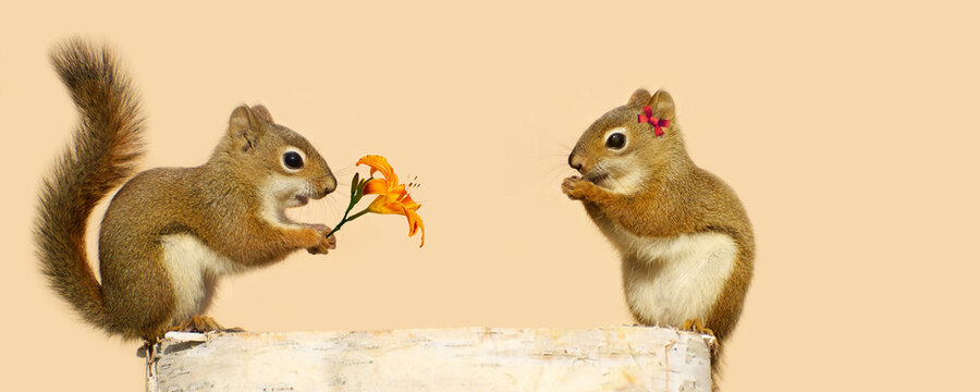 Little squirrel with a flower for his sweetheart. Clean background.