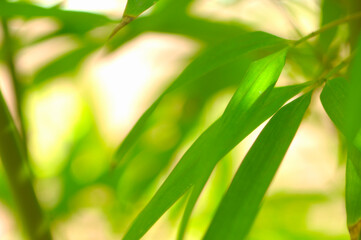 笹の葉