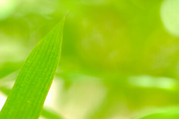 Fototapeta premium 笹の葉