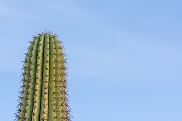 Green cactus with blue sky background