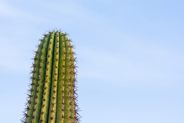 Green cactus with blue sky background